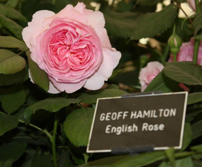Photo of Rose (Rosa 'Geoff Hamilton') uploaded by Mike