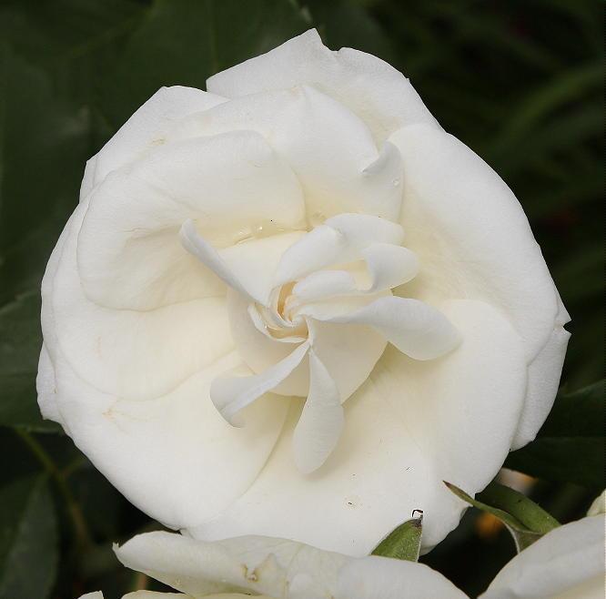 Photo of Rose (Rosa 'Paloma Blanca') uploaded by Mike