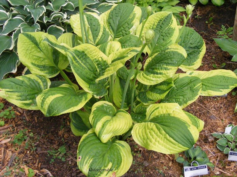 Photo of Hosta 'Unforgettable' uploaded by kitgary