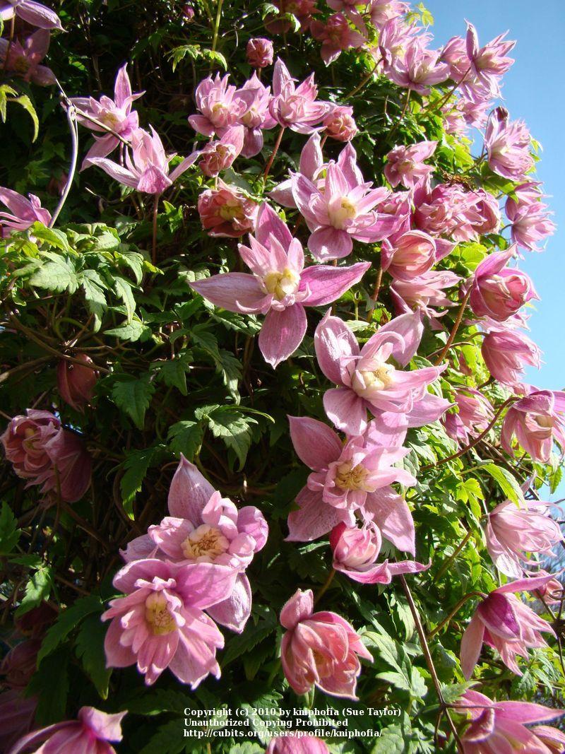 Photo of Clematis (Clematis macropetala 'Markham's Pink') uploaded by kniphofia