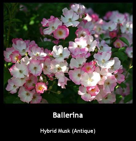 Photo of Hybrid Musk Rose (Rosa 'Ballerina') uploaded by Mike