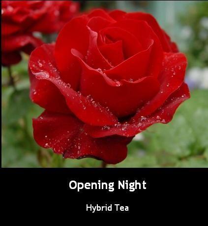 Photo of Rose (Rosa 'Opening Night') uploaded by Mike