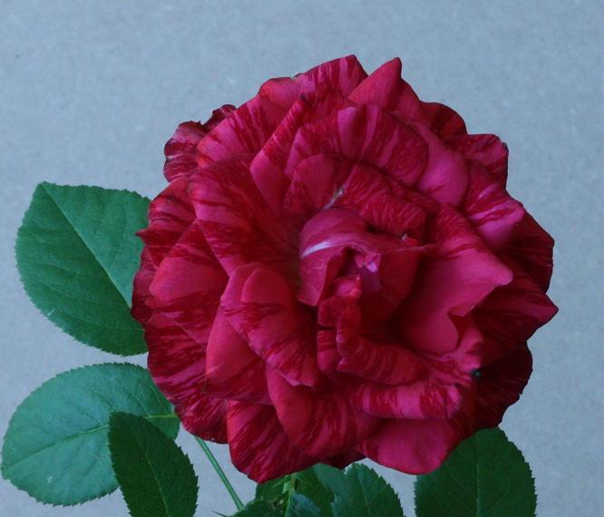 Photo of Rose (Rosa 'Red Intuition') uploaded by Mike