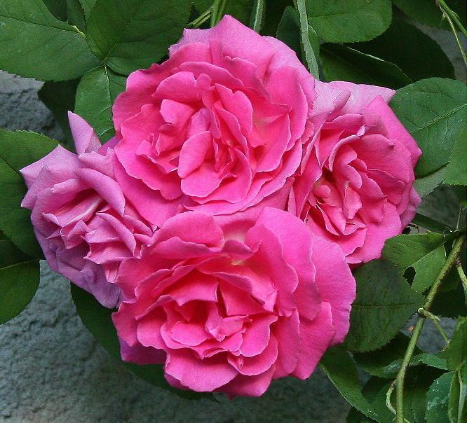 Photo of Rose (Rosa 'Zephirine Drouhin') uploaded by Mike