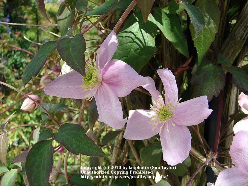 Photo of Clematis (Clematis montana 'Mayleen') uploaded by kniphofia