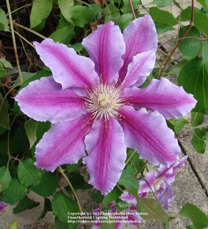 Photo of Clematis 'Dr. Ruppel' uploaded by kniphofia