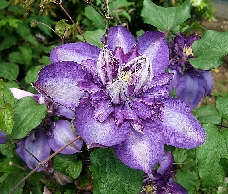 Photo of Clematis 'Royalty' uploaded by pirl