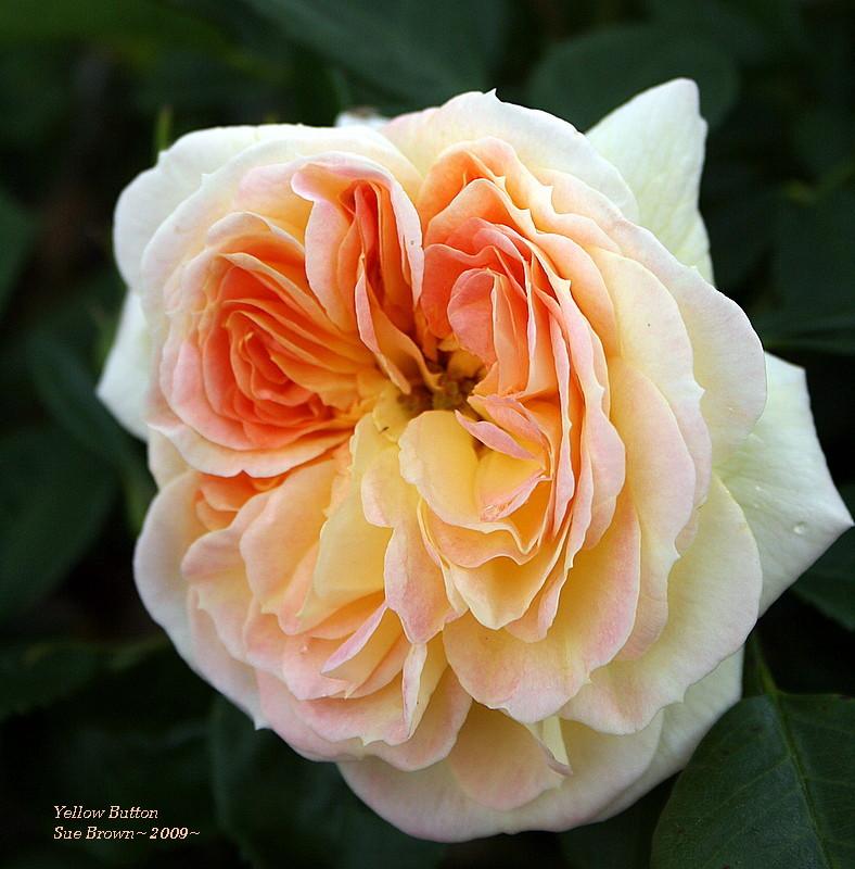 Photo of Rose (Rosa 'Yellow Button') uploaded by Calif_Sue