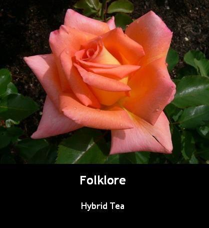 Photo of Rose (Rosa 'Folklore') uploaded by Mike