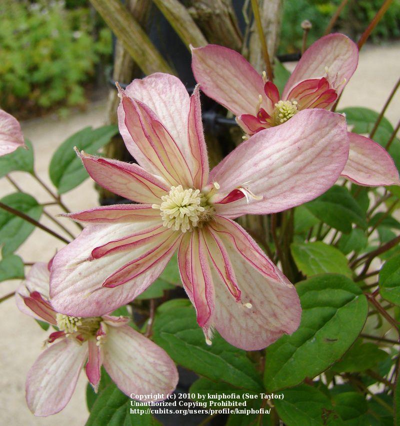 Photo of Clematis (Clematis montana 'Marjorie') uploaded by kniphofia