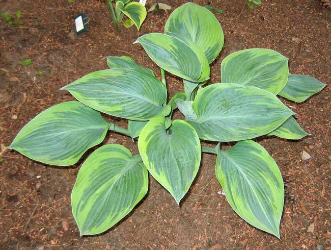 Photo of Hosta 'Alex Summers' uploaded by tcs1366