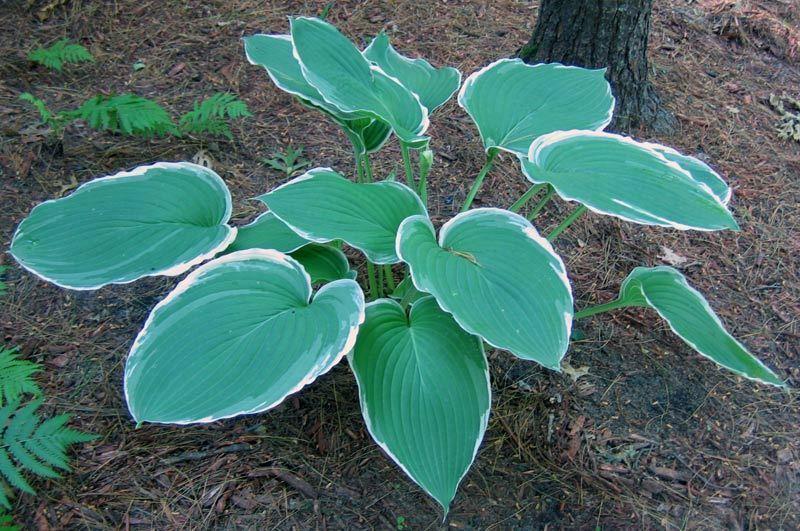 Photo of Hosta 'Frosted Jade' uploaded by tcs1366