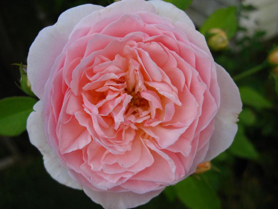 Photo of English Shrub Rose (Rosa 'Evelyn') uploaded by clintbrown