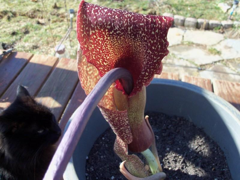 Photo of Voodoo Lily (Sauromatum venosum) uploaded by RachelLF