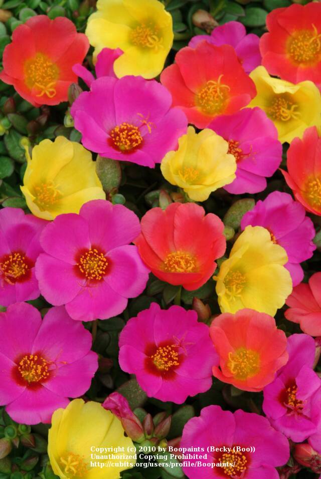 Photo of Portulaca umbraticola 'Toucan Hot Mix' uploaded by Boopaints
