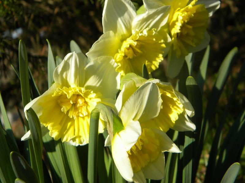 Photo of Double Daffodil (Narcissus 'Ice King') uploaded by gemini_sage