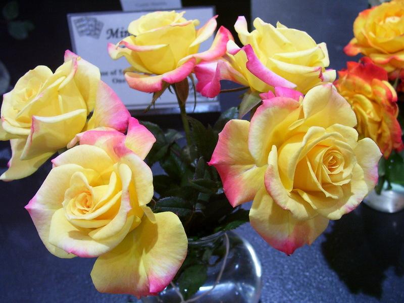 Photo of Rose (Rosa 'Bees Knees') uploaded by stephgem
