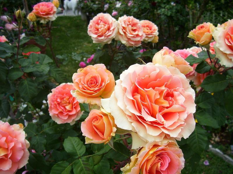 Photo of Rose (Rosa 'Brass Band') uploaded by stephgem