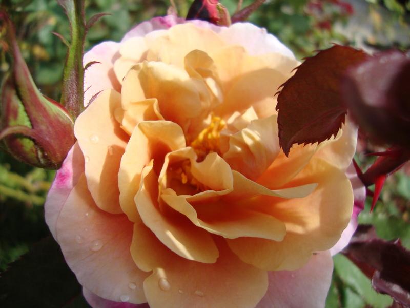 Photo of Rose (Rosa 'Distant Drums') uploaded by stephgem