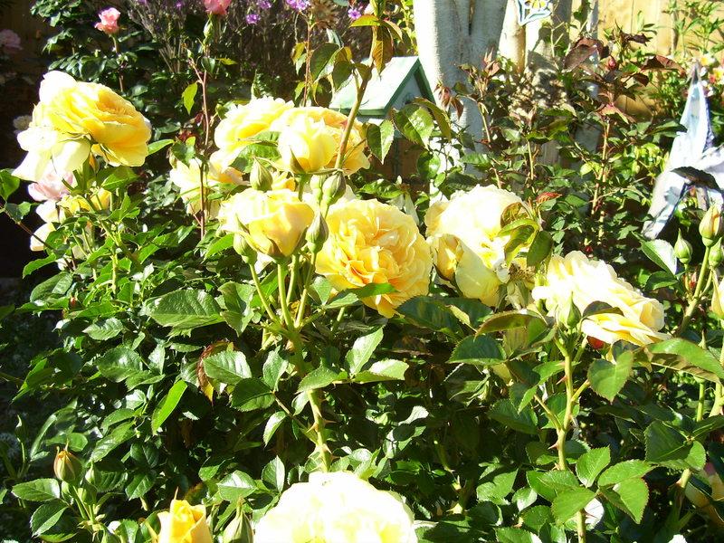 Photo of Floribunda Rose (Rosa 'Julia Child') uploaded by stephgem