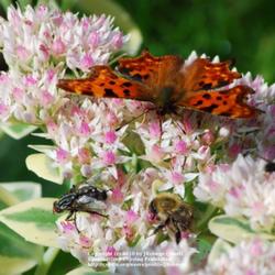 
This plant provides late food for the Comma and other Butterflies