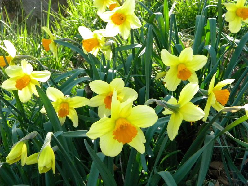 Photo of Large-cupped Daffodil (Narcissus 'Fortissimo') uploaded by gemini_sage