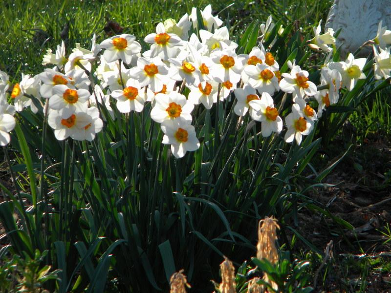 Photo of Small-Cupped Daffodil (Narcissus 'Barrett Browning') uploaded by gemini_sage