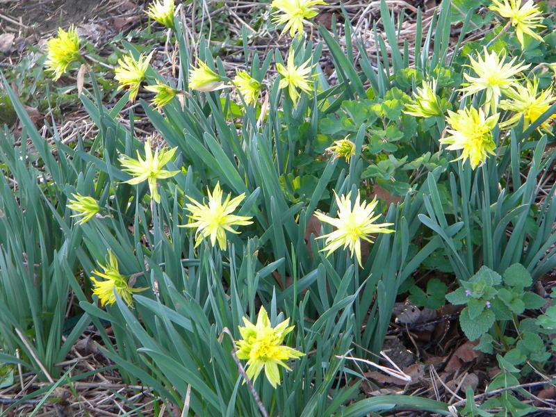 Photo of Double Daffodil (Narcissus 'Rip van Winkle') uploaded by gemini_sage