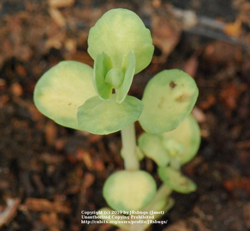 Photo of Garden Stonecrop (Hylotelephium erythrostictum 'Mediovariegatum') uploaded by JRsbugs