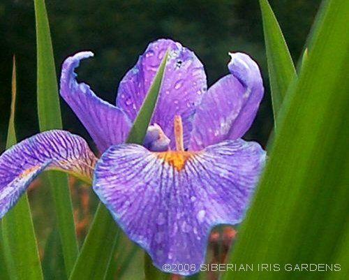 Photo of Species Iris (Iris virginica 'Contraband Girl') uploaded by PollyK