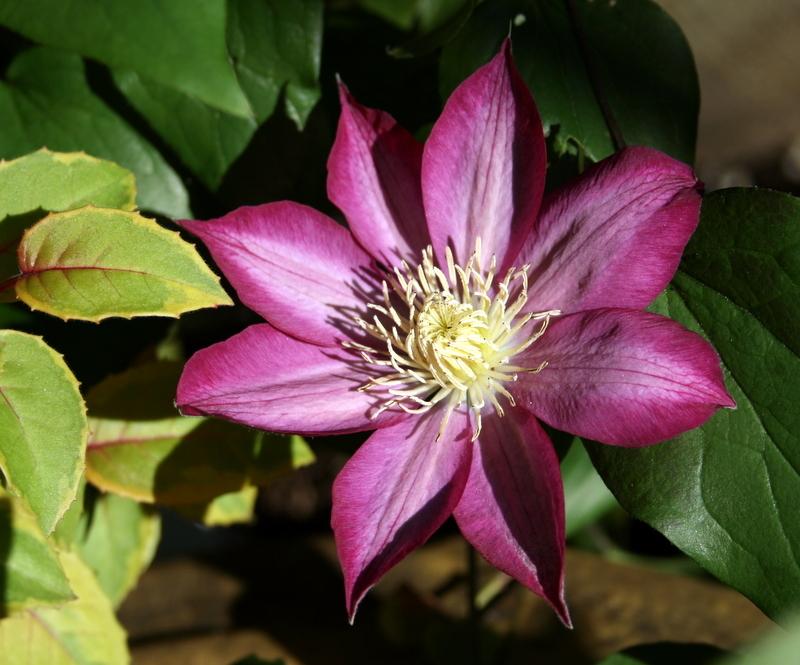 Photo of Clematis Bourbon™ uploaded by Calif_Sue