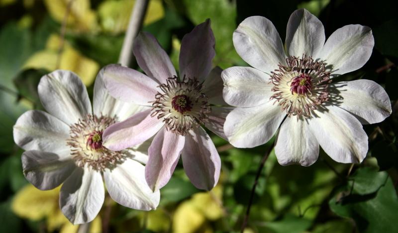 Photo of Clematis 'Dawn' uploaded by Calif_Sue