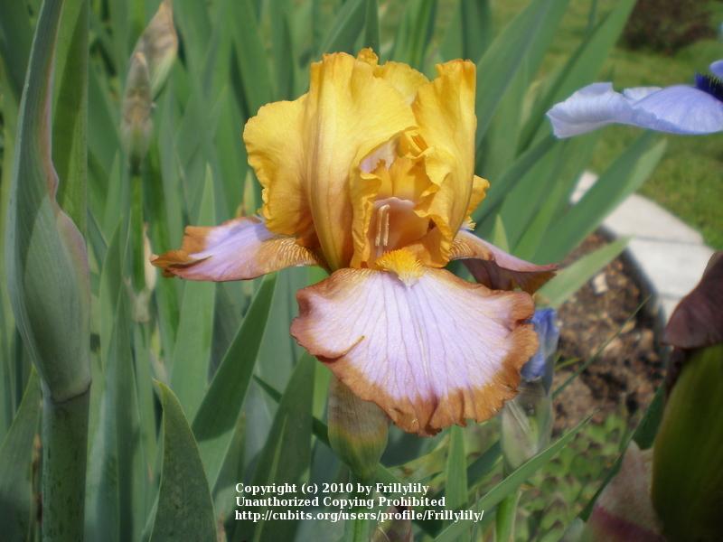 Photo of Border Bearded Iris (Iris 'Brown Lasso') uploaded by Frillylily