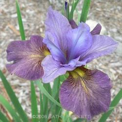 
Siberian Iris Gardens  ----    © Kathy Puckett, used with permis