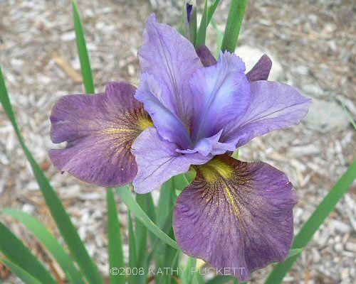 Photo of Siberian Iris (Iris 'Drowsy Maggie') uploaded by PollyK