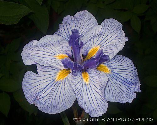 Photo of Japanese Iris (Iris ensata 'Butterflies in Flight') uploaded by PollyK