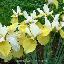 
Siberian Iris Gardens  ----   © Kathy Puckett, used with permiss