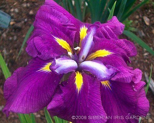 Photo of Japanese Iris (Iris ensata 'First Act') uploaded by PollyK