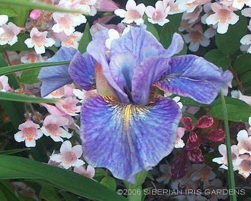 Photo of Siberian Iris (Iris 'Careless Sally') uploaded by PollyK