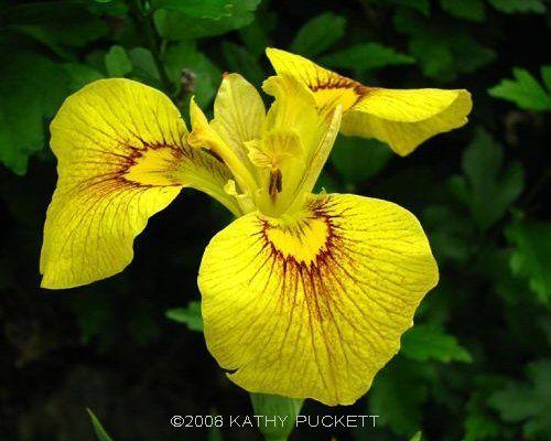 Photo of Species X Iris (Iris 'Chance Beauty') uploaded by PollyK