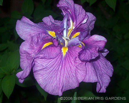 Photo of Japanese Iris (Iris ensata 'Silent Thunder') uploaded by PollyK