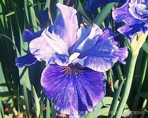 Photo of Siberian Iris (Iris 'Ships Are Sailing') uploaded by PollyK