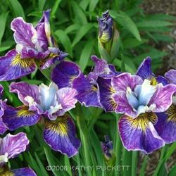 
Siberian Iris Gardens © Kathy Puckett, used with permission