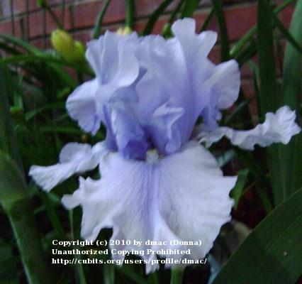 Photo of Tall Bearded Iris (Iris 'Ascent of Angels') uploaded by dmac