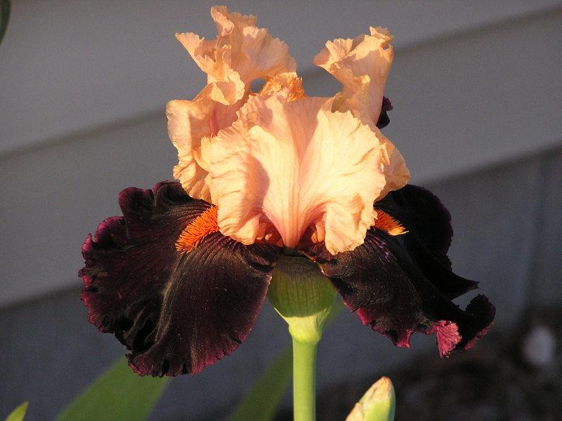 Photo of Tall Bearded Iris (Iris 'Ocelot') uploaded by greathorse