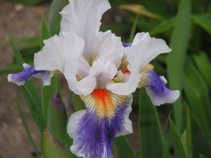 Photo of Intermediate Bearded Iris (Iris 'American Patriot') uploaded by greathorse