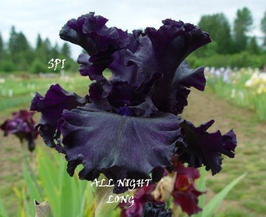 Photo of Tall Bearded Iris (Iris 'All Night Long') uploaded by irisloverdee