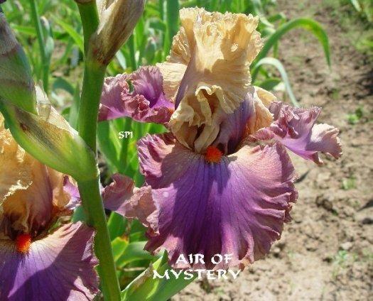 Photo of Tall Bearded Iris (Iris 'Air of Mystery') uploaded by irisloverdee