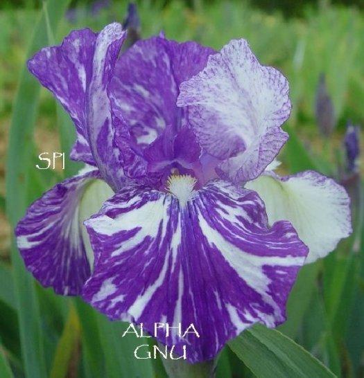 Photo of Species X Iris (Iris 'Alpha Gnu') uploaded by irisloverdee