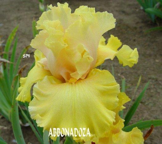 Photo of Tall Bearded Iris (Iris 'Abbondanza') uploaded by irisloverdee
